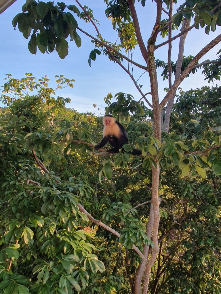 capuchhin monkey in the villa´s garden capuchin monkey in the villa´s garden